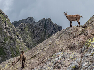 Ibex in the italian alps of Val Gerola