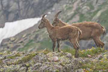 Ibex in the italian alps of Val Gerola