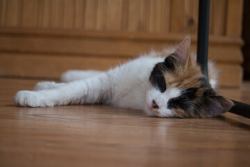 Fototapeta na wymiar Cute kitten sleeping on the floor.