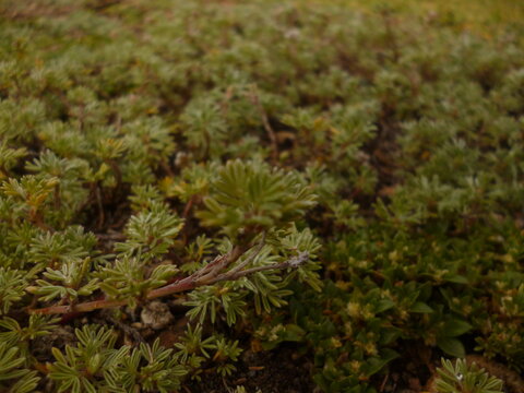 Vegetacion de parques ecuatorianos