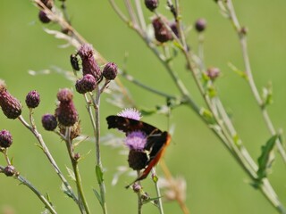 Schmetterling an Blumen