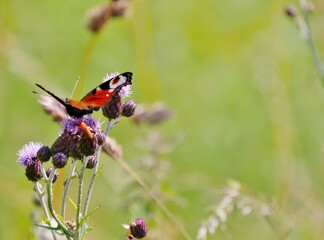 Pfauenauge an der Distel