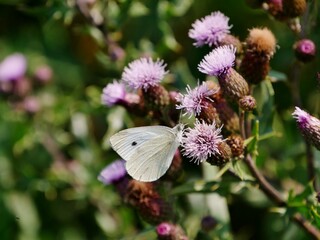 Schmetterling auf Distelblüte