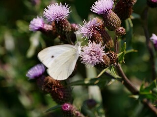 Schmetterling an der Distelblüte