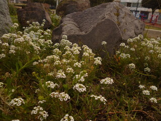 flores blancas con rocas