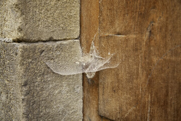 Cobwebs on wooden door