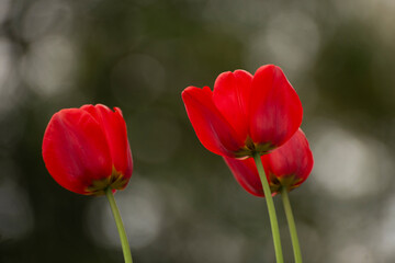 Red tulips with bokeh