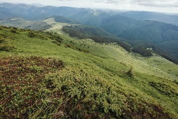 A herd of sheep standing on top of a lush green hillside