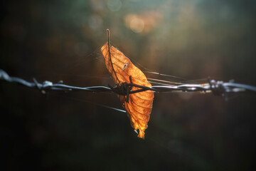 Blatt auf Stacheldraht wird von der Sonne angestrahlt