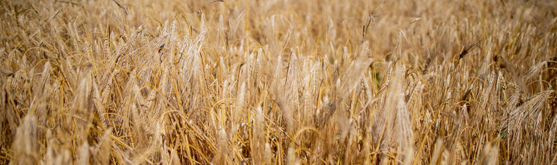 Gold Wheat Field. Beautiful Nature Sunset Landscape. Background of ripening ears of meadow wheat field. Concept of great harvest and productive seed industry