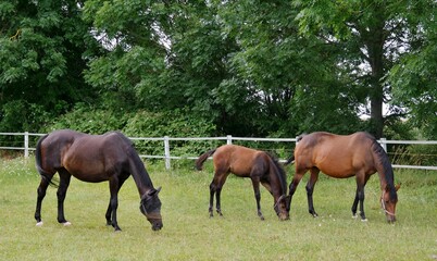 Obraz premium Trakehnerfamilie