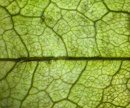 Detailed image of the pattern and texture on a tomatillo husk, isolated, macro © Yojak Vasa