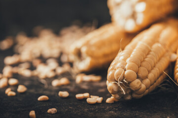 Ripe corn with pea seed on dark background.