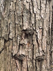 tree bark texture