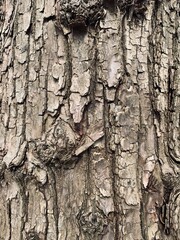 tree bark texture