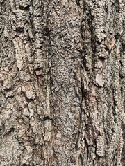 tree bark texture