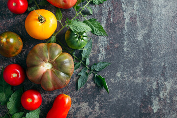 Fresh, ripe multi colored tomatoes on a dark background. Organic food.