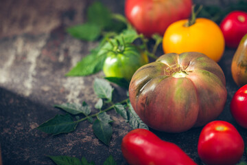 Fresh, ripe multi colored tomatoes on a dark background. Organic food.
