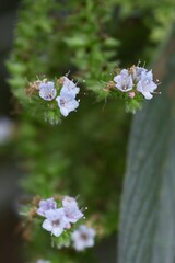 Echium hybrid is a honey source plant in a Boraginaceae Plant.