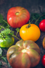 Fresh, ripe multi colored tomatoes on a dark background. Organic food.
