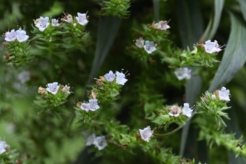 Echium hybrid is a honey source plant in a Boraginaceae Plant.