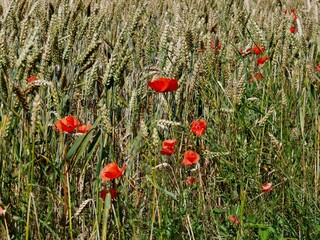 Mohnblumen im Getreidefeld