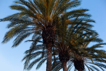 Summer time palm trees. Looking up at palm trees with blue sky close to sunset. 