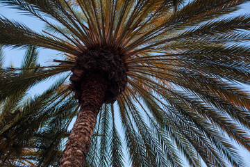 Summer time palm trees. Looking up at palm trees with blue sky close to sunset. 