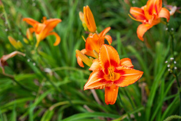 Orange lily flower with green background. 