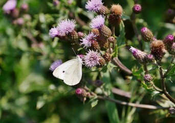 Zitronenfalter an Distel