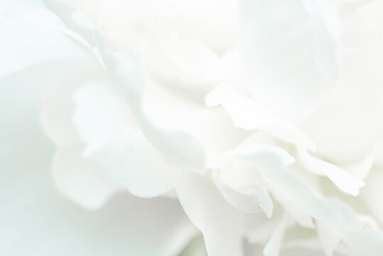 Abstract white flowers background. Close up image of white peony petals. Macro of petals texture. Soft focus dreamy image. Beauty concept. Banner with copy space. Invitation, greeting card.