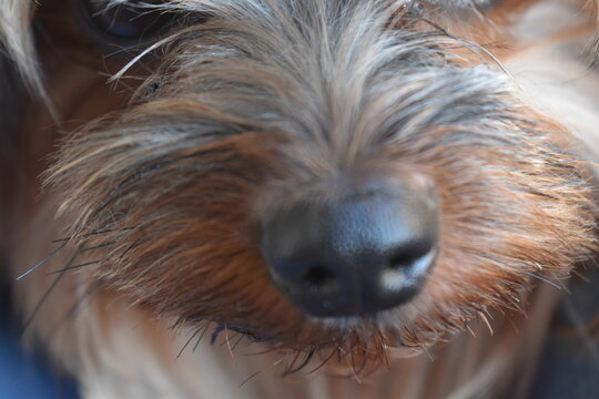 
dog nose
nariz de cachorro