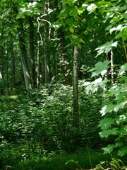 Wald in der Sonne