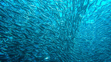school of sardines 4