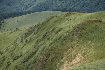 Fototapeta premium A herd of sheep standing on top of a mountain