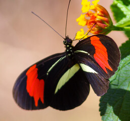 inseto, borboletas, natureza, flores