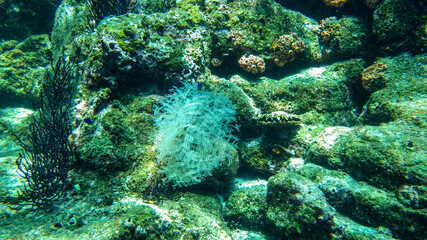 coral reef
