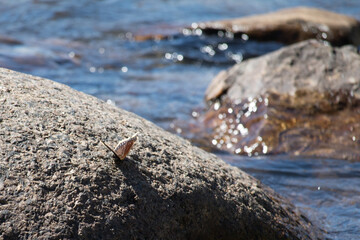A small butterfly perched on a rock in a river.