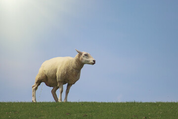 Closeup of single white sheep peeing in the grass