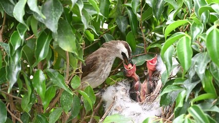 6 day old of baby birds in a nest of yellow-vented bulbul (Pycnonotus goiavier), or eastern yellow-vented bulbul, is a member of the bulbul family of passerine birds in nature at Thailand
