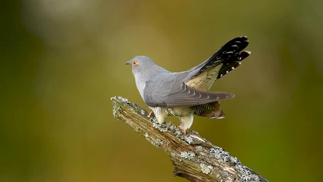 Common cuckoo bird close up 