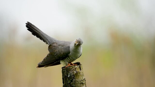 Common cuckoo bird close up 