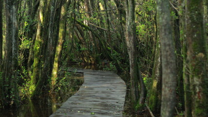 Obraz premium path in the forest