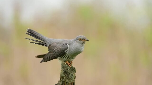 Common cuckoo bird close up 