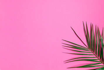 Fototapeta na wymiar Composition with palm tree leaf on pink background shot from above . Flat lay, top view, copy space.