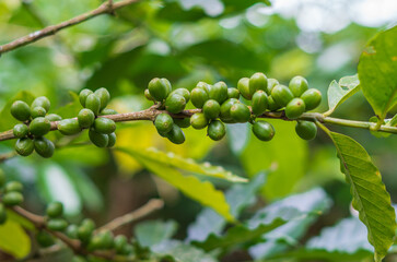 coffee plant