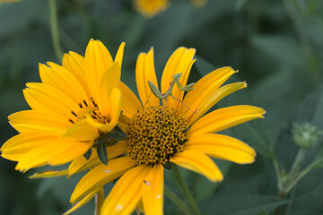 花とカマキリ