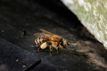 Honey bee brought linden pollen to the hive. Apis mellifera carnica against a dark background at the entrance to the hive. Beautiful macro photo of a European working bee with pollen