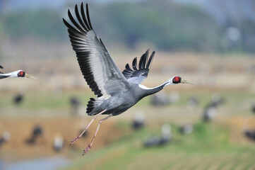 飛び立つマナヅル（鹿児島県・出水市）