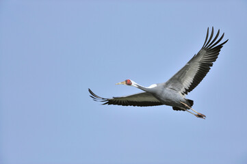 マナヅルの飛翔（鹿児島県・出水市）